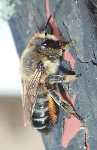 Megachile willughbiella